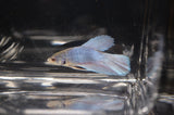 Blue and Red Halfmoon Betta Male