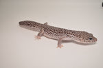 Super Snow Leopard Gecko