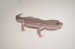 Super Snow Leopard Gecko