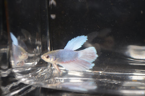 Blue and Red Halfmoon Betta Male