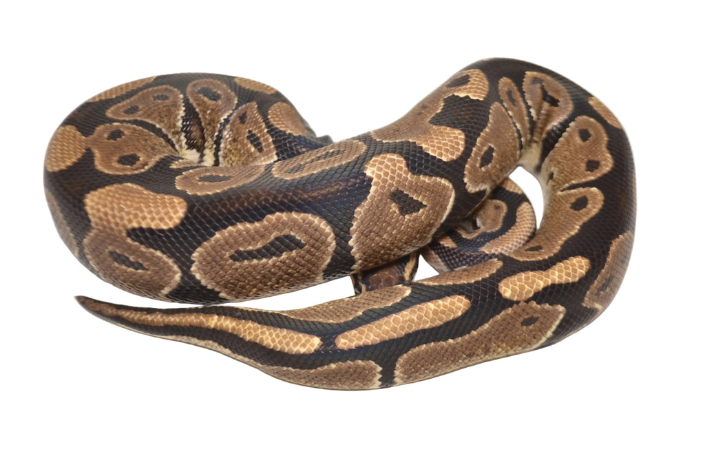 Bnormal Ball Python Normal Ball Python for sale – TikisGeckos