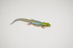 Neon Day Gecko