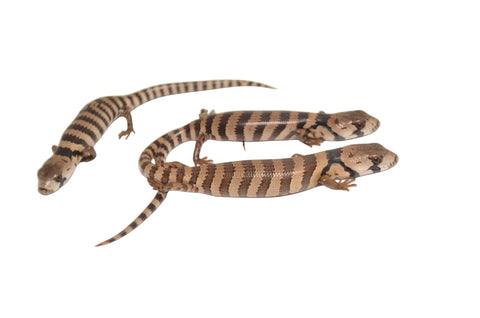Baby Pink Tongue Skink