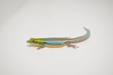 Neon Day Gecko