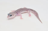 Baby Super Snow Leopard Gecko