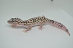 Iranian Leopard Gecko (GIANT LEOPARD GECKOS)