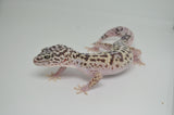 Iranian Leopard Gecko (GIANT LEOPARD GECKOS)