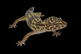 Iranian Leopard Gecko (GIANT LEOPARD GECKOS)