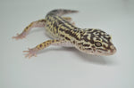 Iranian Leopard Gecko (GIANT LEOPARD GECKOS)