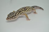 Iranian Leopard Gecko (GIANT LEOPARD GECKOS)