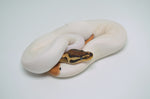 Enchi Cinnamon High White Pied Ball Python (Poss. Pastel)