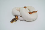 Enchi Cinnamon High White Pied Ball Python (Poss. Pastel)