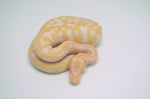 Albino Leopard Yellowbelly Ball Python (50% pos het pied)