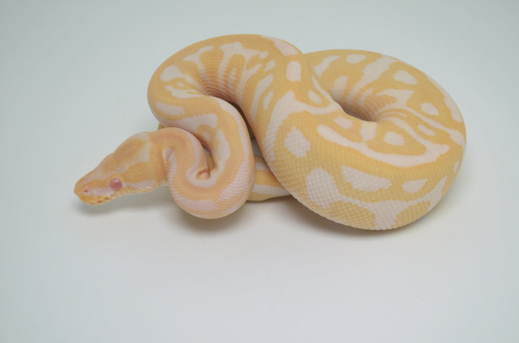 Albino Yellow Belly Ball Pythons For Sale – Big Apple Herp