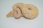 Albino Leopard Yellowbelly Ball Python (50% pos het pied)