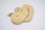Pastel Enchi Ivory het Pied Pied Ball Python