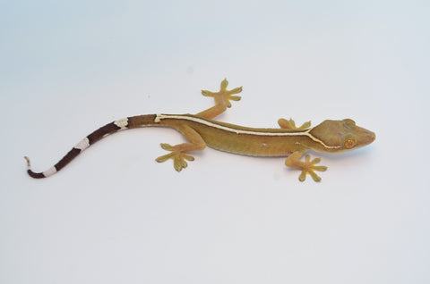 White Lined Gecko