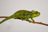 Helmeted Chameleon