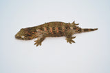 High Color Giant Gecko