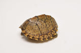 Razorback Musk Turtle