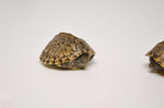 Razorback Musk Turtle