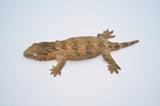 High Color Nuu Ana x GT Cross Giant Gecko