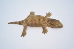 High Color Nuu Ana x GT Cross Giant Gecko