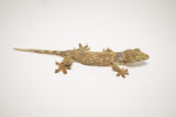 Halmahera Giant Gecko