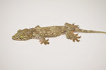Halmahera Giant Gecko