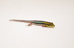 Neon Day Gecko