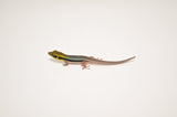 Neon Day Gecko