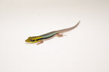 Neon Day Gecko