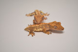 Tailless/Nipped Tail Baby Lilly White Crested Gecko Special