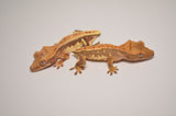 Tailless/Nipped Tail Baby Lilly White Crested Gecko Special