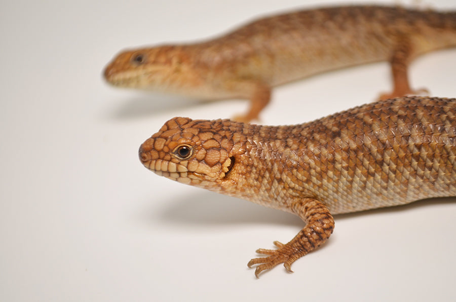 Gidgee Skinks for sale TikisGeckos