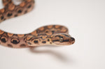 Baby Brazilian Rainbow Boa