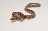 Baby Brazilian Rainbow Boa