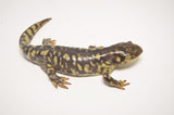 Yellow Barred Tiger Salamander