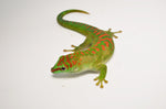 Sub-Adult Crimson Giant Day Gecko