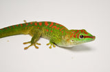 Sub-Adult Crimson Giant Day Gecko