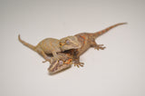 Red/Orange Blotched Baby Gargoyle Gecko Special