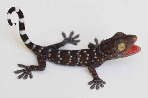 Juvenile Tokay Gecko