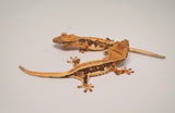 Baby Lilly White Crested Gecko Special