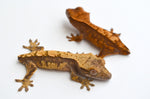 Baby Tailless Crested Gecko Special