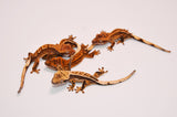 Baby High End Crested Gecko Special