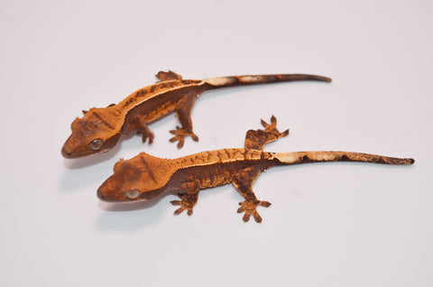 Baby Premium Crested Gecko Special