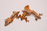 Baby High End Tailless Crested Gecko Special