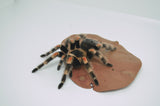 Mexican Red Knee Tarantula