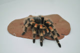 Mexican Red Knee Tarantula