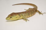 Baby Red Lipped Arboreal Alligator Lizard